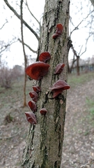 Auricularia auricula-judae