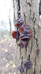 Auricularia auricula-judae