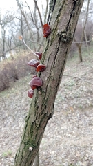 Auricularia auricula-judae