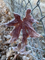Liquidambar styraciflua