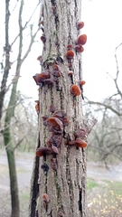 Auricularia auricula-judae