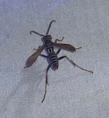 Polistes dorsalis dorsalis