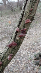 Auricularia auricula-judae