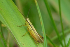 Mecostethus parapleurus