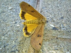 Noctua pronuba