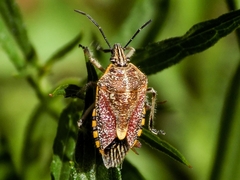 Agonoscelis versicoloratus