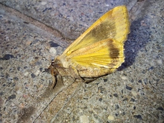 Noctua pronuba