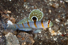 Amblyeleotris randalli