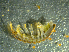 Idotea pelagica