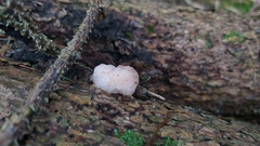 Naematelia encephala