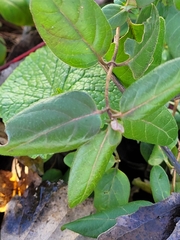 Lonicera japonica