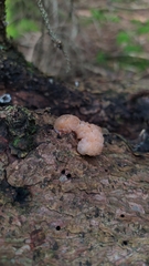 Naematelia encephala