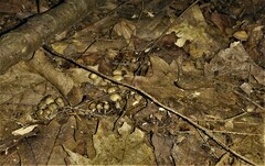 Psilocybe caerulipes