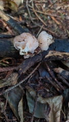 Naematelia encephala