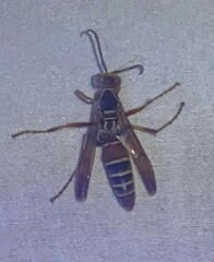 Polistes dorsalis dorsalis