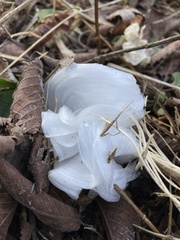 Verbesina virginica
