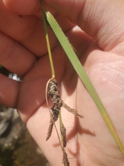 Carex aquatilis