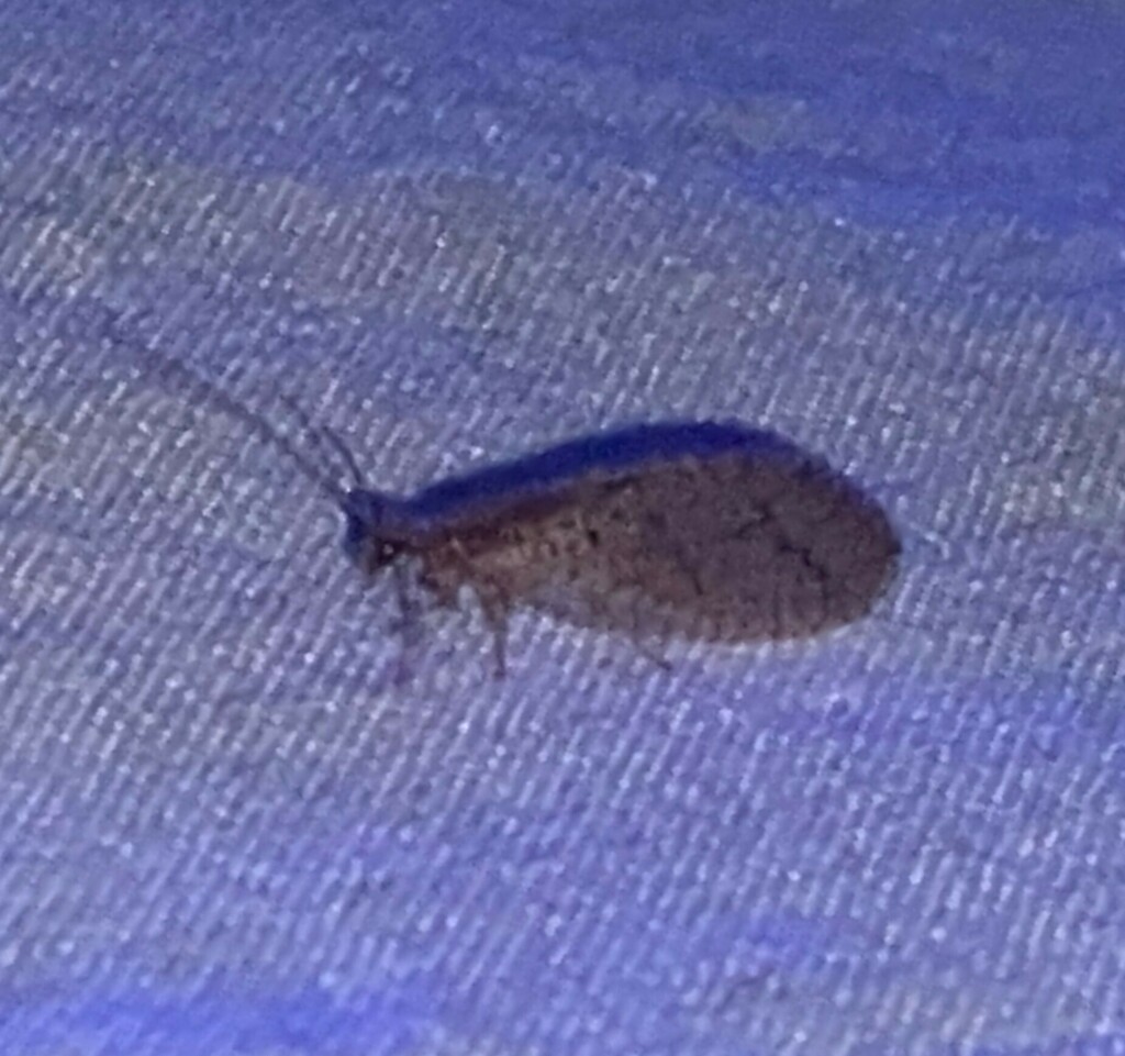 Micromus posticus from Suburban Heights, Gainesville, Alachua Co., FL