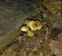 Psilocybe caerulipes