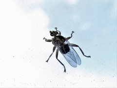 Pseudolynchia canariensis