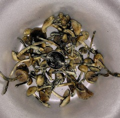 Psilocybe caerulipes