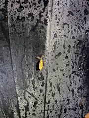 Stenocladius bicoloripes