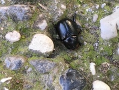 Pentodon bidens punctatus
