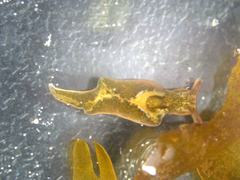 Elysia viridis
