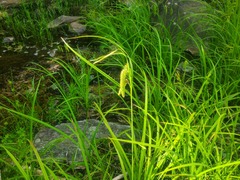 Carex gynandra