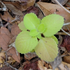 Coleus amboinicus