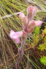 Harveya pauciflora