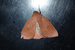 Calymera