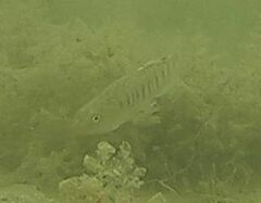 Fundulus luciae