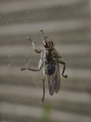 Pseudolynchia canariensis
