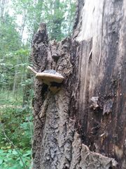 Phellinus populicola