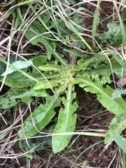 Hypochaeris radicata