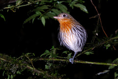 Ochre-Striped Antpitta photo 1