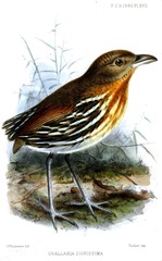 Ochre-Striped Antpitta photo 2