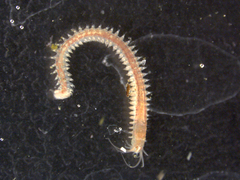 Platynereis dumerilii