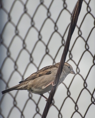 Passer domesticus