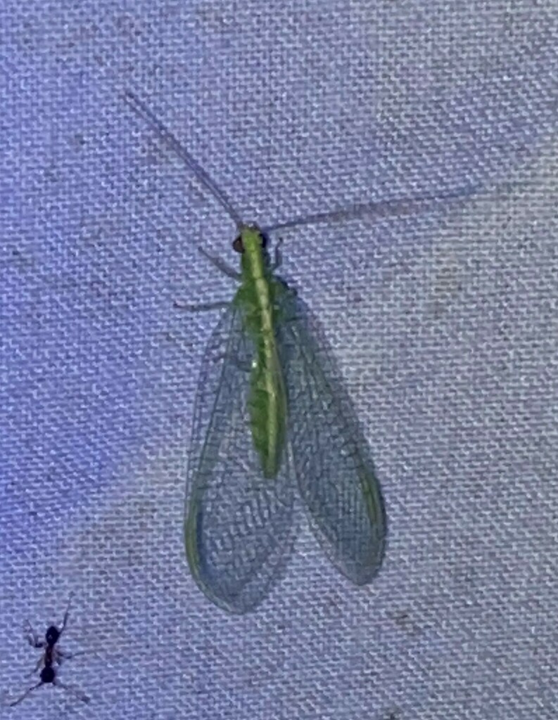 Common Green Lacewings from Suburban Heights, Gainesville, Alachua Co