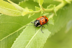 Cryptocephalus octopunctatus