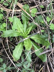 Hypochaeris chillensis
