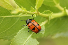 Cryptocephalus octopunctatus