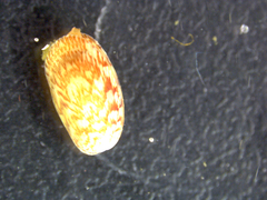 Musculus costulatus