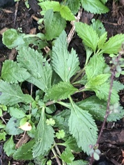 Verbena urticifolia