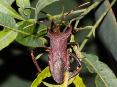Elasmopoda