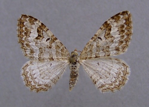 Euphyia molluginata