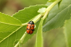 Cryptocephalus octopunctatus