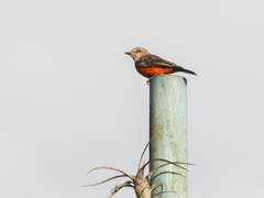 Pyrocephalus rubinus